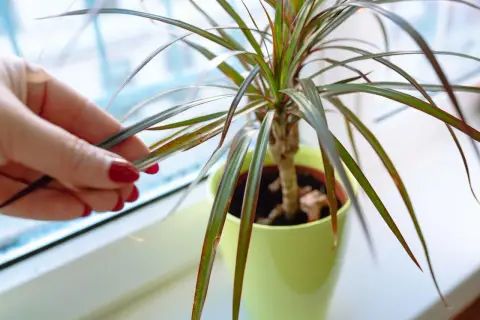 Dłonią sprawdzam suche liście draceny, szukając odpowiedzi, co zrobić gdy dracena gubi liście.