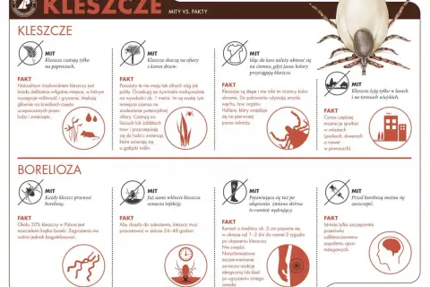Kleszcze atakują z traw i krzewów, nie skaczą z drzew. Unikaj jasnych ubrań, bo przyciągają kleszcze. Co zabija kleszcze? Nie ma prostego sposobu, ale odpowiednie ubranie i szybkie usunięcie po ukąszeniu minimalizuje ryzyko.