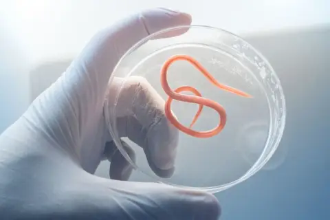 Rękawiczka laboratoryjna trzyma szalkę Petriego z widocznym, pomarańczowym nicieniem. To przykład pasożytów w kale, badanych pod mikroskopem.