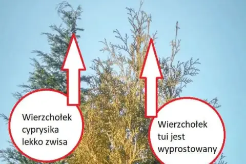 Kiedy przesadzać tuje, aby uniknąć ich usychania i stresu?