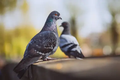 Dwa gołębie siedzą na murku. Jeden z nich, z opalizującą szyją, spogląda w bok. Może zastanawia się, jakiego zapachu nie lubią gołębie, by trzymać się z daleka od nieprzyjemnych aromatów.