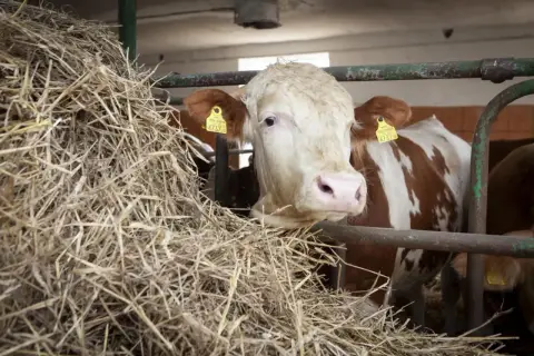 Krowa mleczna z żółtą kolczyką, obok sterty słomy. Zastanawiasz się, ile kosztuje krowa mleczna?