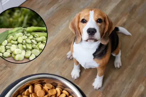 Czy pies może bob? Beagle siedzi obok miski z karmą, a w okręgu widać fasolkę.