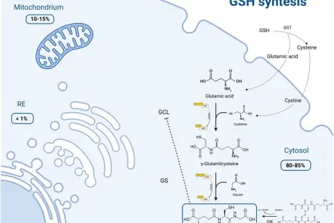 Schemat syntezy glutationu (GSH) w cytoplazmie. Pokazuje, jak glutaminian, cysteina i glicyna łączą się, tworząc GSH.
