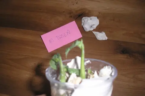 10. dzień sadzenia fasoli. Młode kiełki wyrastają z przezroczystego pojemnika na drewnianym tle.