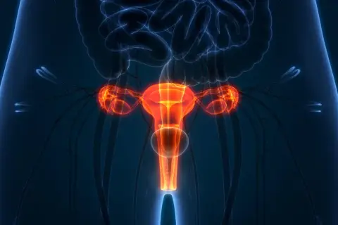 Anatomia kobieca z podświetloną macicą, jajnikami i jajowodami. Ilustracja przedstawia narządy rodne, które mogą być przedmiotem usunięcia macicy.
