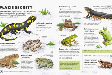 Ilustracja przedstawia różne gatunki płazów występujących w Polsce, m.in. salamandrę, ropuchę i żaby.