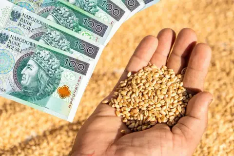 Dłonie trzymające ziarno pszenicy i polskie banknoty 100 zł. Symbol wsparcia dla rolników i dopłat do zboża.