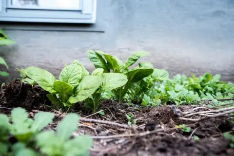 Små gröna potatisplantor växer i jorden. Det är början på att odla potatis för en kommande skörd.