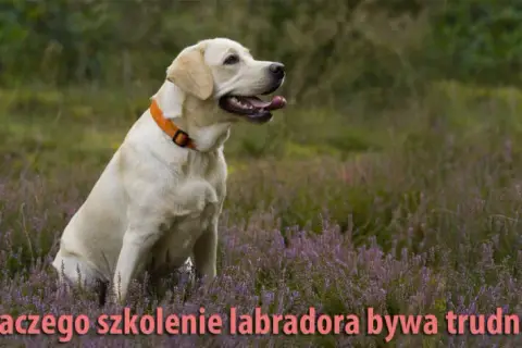 Tresura Labradora: Praktyczny Przewodnik Krok po Kroku