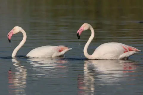 Dwa różowe flamingi pływają w wodzie. Ich pióra są białe z różowymi akcentami, a dziób zakrzywiony. To właśnie dieta decyduje, dlaczego flamingi są różowe.