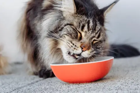 Un Maine Coon savoure son repas dans une gamelle orange. L'alimentation de ce grand chat est essentielle pour sa santé.