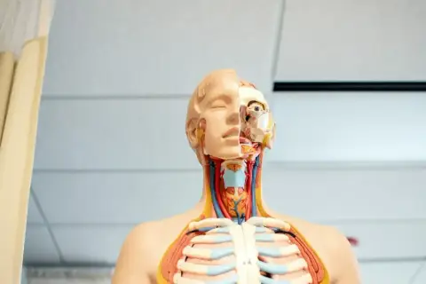 Model anatomiczny pokazuje szczegóły głowy i klatki piersiowej, w tym widoczne naczynia krwionośne i mięśnie szyi, gardło.