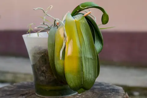 Orchidée fatiguée, feuilles jaunies. Comment faire refleurir une orchidée ? Conseils pour la revitaliser.