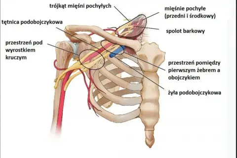 Anatomia klatki piersiowej: tętnica i żyła podobojczykowa, splot barkowy, przestrzenie międzyżebrowe. Test adsona.
