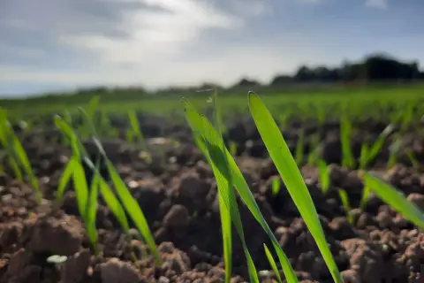 Młode źdźbła zbóż, niczym elipris, przebijają się przez ziemię. Słońce oświetla pole, zapowiadając obfite plony.
