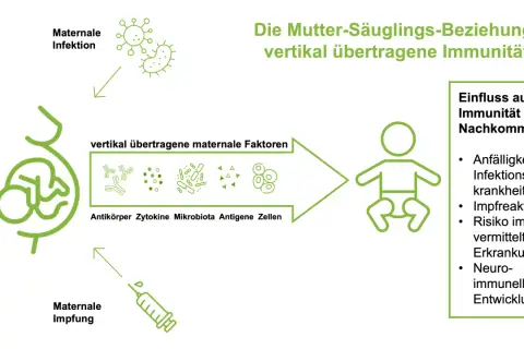 Maternale Impfung, wie Boostrix, überträgt Immunität auf das Kind. Die Grafik zeigt, wie mütterliche Faktoren die Immunität des Nachkommens beeinflussen.