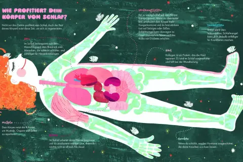 Illustration zeigt einen menschlichen Körper im Schlaf, dessen Organe und Knochen hervorgehoben sind. Schlaf ist wichtig für die Regeneration.