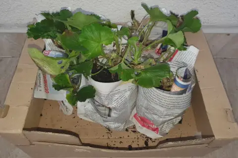 Pelargonie w doniczkach, owinięte gazetami, czekają w kartonie. To prosty sposób, jak przezimować pelargonie w kartonie, by cieszyć się nimi wiosną.