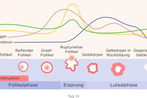 Hormonkurven zeigen den Zyklus. Hohes Progesteron kann Übelkeit vor Periode verursachen.