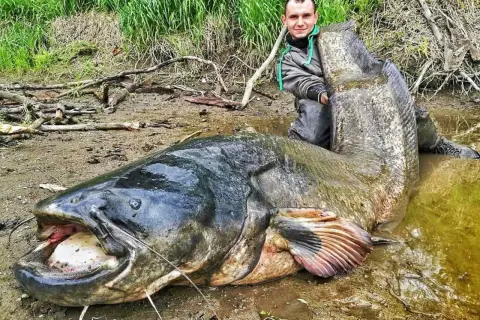 Wędkarz z ogromnym sumem. Zastanawiasz się, ile lat żyją sumy? Ten okaz z pewnością jest imponujący!