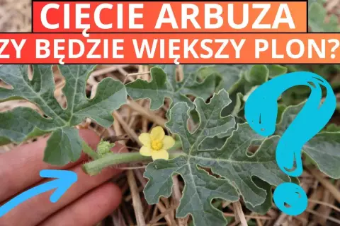 Jak przycinać arbuza? Słodkie i duże owoce w polskim ogrodzie!