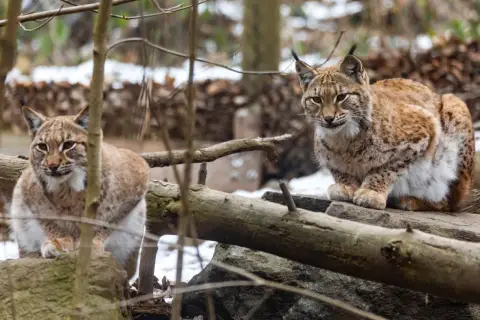 Dwa dzikie koty, żbik i ryś, siedzą na kamieniach w lesie.