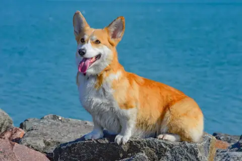 Radosny corgi o rudym futrze siedzi na kamieniach nad błękitną wodą. Jego wesoły charakter widać w wystawionym języku i bystrych oczach.