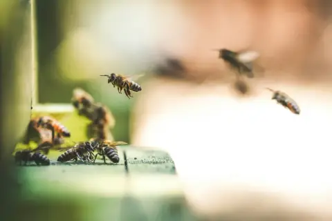 Pszczoły pracowicie zbierają nektar, pokazując, jak pszczoły robią miód. Wiele pszczół krąży wokół ula, niektóre lądują, inne wylatują.