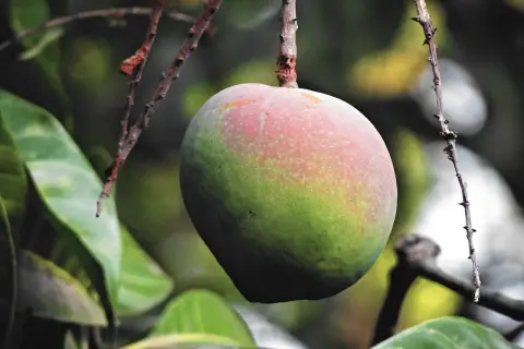 Kwitnienie mango w domu: Jak sprawić, by Twoje drzewko zakwitło?