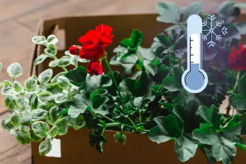 Jak przezimować pelargonie w kartonie? Wskazówki dotyczące ochrony roślin przed mrozem.