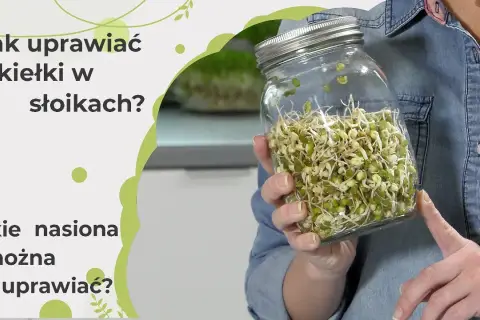 Jak uprawiać kiełki w domu - proste sposoby na zdrowe dodatki do diety