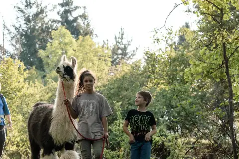 Ein Mädchen und ein Junge erleben eine spannende Alpaka Wanderung mit Kindern. Sie stehen neben einem flauschigen Alpaka im Grünen.