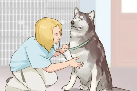 Veterinario examina a un husky con un estetoscopio, mostrando cómo ganarse la confianza de un perro con paciencia y cuidado.