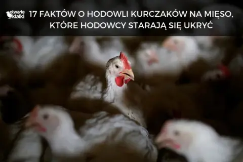 Ile trwa hodowla kurczaka? Zaskakujące fakty o czasie wzrostu