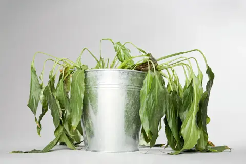 Plante d'intérieur, un lierre d'intérieur qui meurt, ses feuilles vertes sont tombantes et flétries dans un pot en métal.