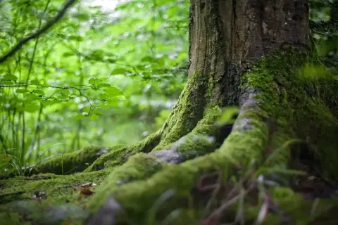 Korzenie drzewa porośnięte mchem, otoczone zielonym, bujnym podszytem leśnym.