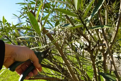 Dłoń z sekatorami wykonuje oleander przycinanie. Krzew z zielonymi liśćmi i gałęziami.