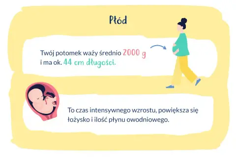 Ilustracja płodu w macicy, ciężarnej kobiety i tekstu o wadze i długości dziecka.