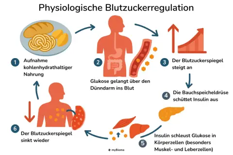 Schema der Blutzuckerregulation: Nach kohlenhydratreicher Nahrung steigt die Glukose im Blut, die Bauchspeicheldrüse schüttet Insulin aus, welches Glukose in Körperzellen schleust.
