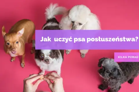 Naucz psa posłuszeństwa: Praktyczny przewodnik krok po kroku