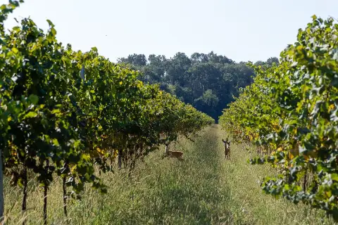 Due caprioli pascolano tra i filari di vite rigogliosi, un'oasi di pace nei pressi di Villa Bogdano.