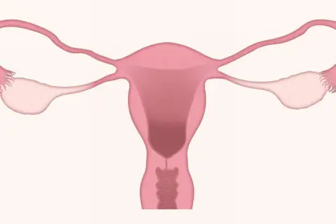 Anatomia układu rozrodczego kobiety. Warto znać potencjalne duphaston skutki uboczne.