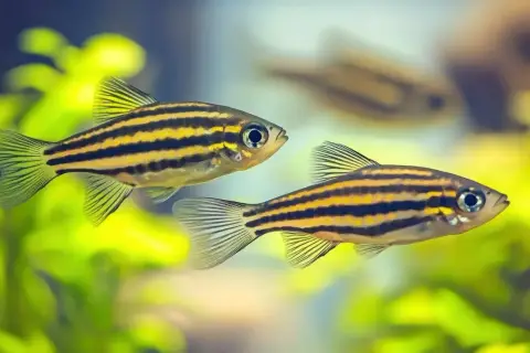 Dwie rybki w paski, idealne jako jakie ryby do akwarium 200l. Pływają wśród zielonych roślin.