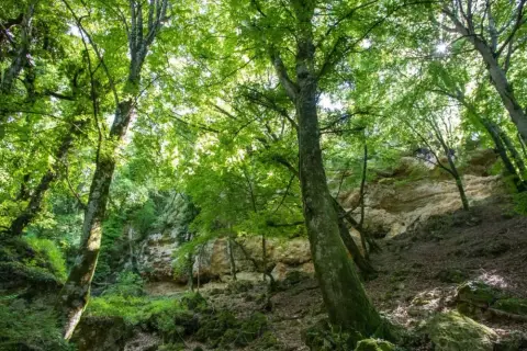 Un sentiero nel bosco del Val di Chiana, tra alberi secolari e rocce calcaree illuminate dal sole.
