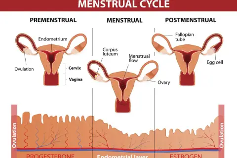 Cykl menstruacyjny: faza lutealna kiedy jajnik tworzy ciałko żółte, przygotowując endometrium.