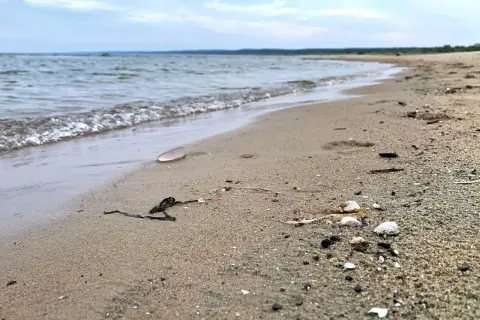 Spokojne kąpielisko na mierzei wiślanej. Delikatne fale obmywają piaszczysty brzeg, na którym leżą muszelki i kawałki drewna.