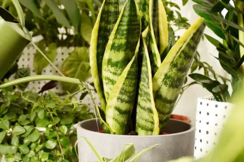 Annaffiando piante verdi con un annaffiatoio. Per sapere ogni quanto innaffiare autofiorenti, osserva il terreno: se è asciutto, è ora di dare acqua.