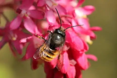 Une abeille solitaire, aux rayures orangées et noires, butine sur des fleurs roses vives.