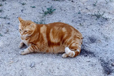 Rudy kot o pręgowanym futrze leży na żwirze. Jego **alt podwyższone** świadczy o tym, że jest zrelaksowany i czuje się bezpiecznie.